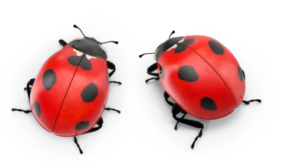 Fotobehang ladybug on transparent background © mika