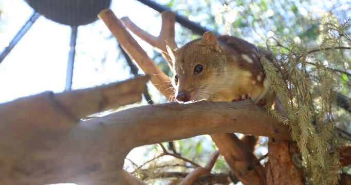 Quoll Crawling Down Tree Branch
