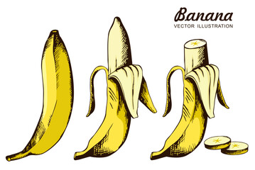 Vector Set of Yellow Bananas. Single Banana , Peeled Banana, Slices of banana. Isolate vector sketch on the white background