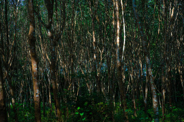 Para rubber green tree tropical forest agricultural industry