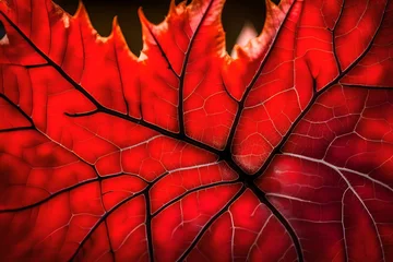 Raamstickers red leaf background © Robina