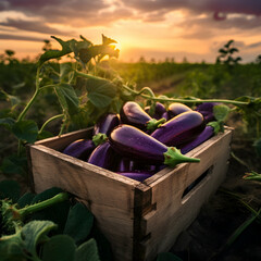 Eggplant harvested in a wooden box with field and sunset in the background. Natural organic fruit abundance. Agriculture, healthy and natural food concept. Square composition.