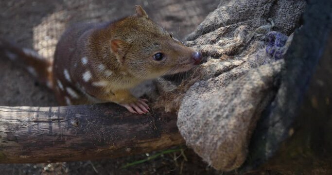 Quoll - Close up