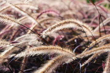 Closeup image of white , purple and pink poaceae or mission grass in a field