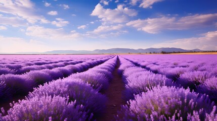 Fototapeta premium A field of lavender in full bloom emitted a soothing fragrance,