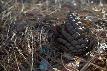 A pinecone lies on a spruce tree