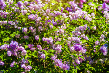 Fototapeta premium Pink lilac blooms in the Botanical garden 
