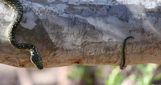 Snake Slithering On Side of Thick Tree Branch