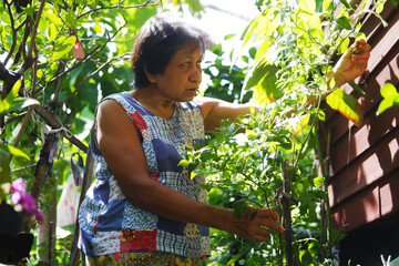 Asian elderly senior woman is smiling  for gardening with plants and organic fresh harvested...