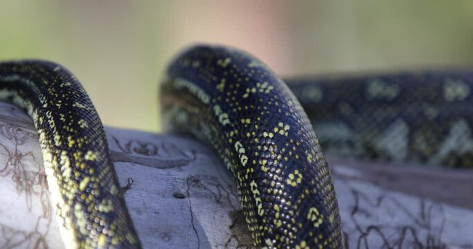 Slick Snake Body On Tree - Closeup, panning shot