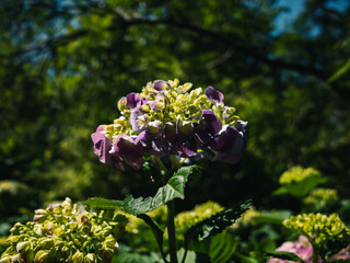 Hydrangea flower