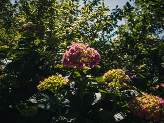 Hydrangea flower