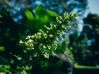 Oakleaf Hydrangea