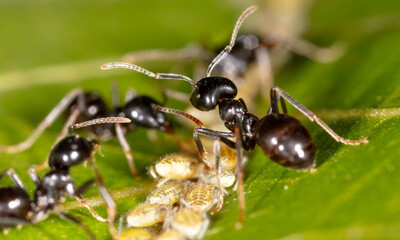 Close-up of ants and aphids on a leaf. Macro