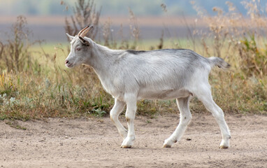 A goat walks along a dirt road to a pasture