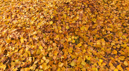 Fallen leaves from a tree on the ground as a background. Autumn