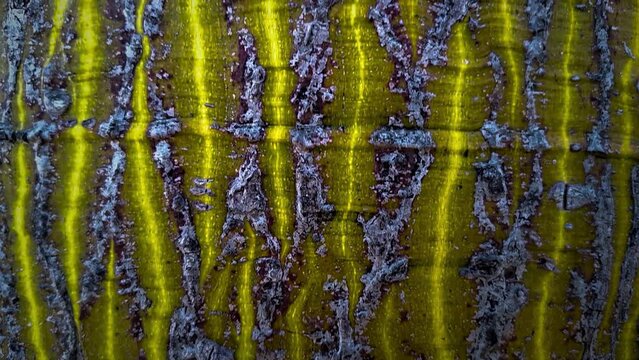 Silk floss tree steam macro shot. Palo Borracho