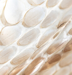 Snake skin as an abstract background. Texture