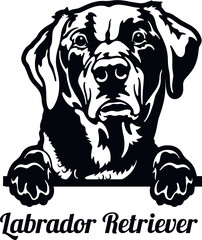 Labrador Retriever - Color Peeking Dogs - breed face head isolated on white