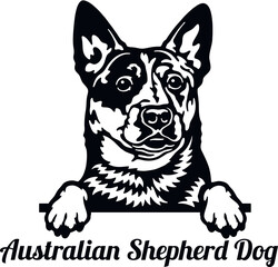 Australian Shepherd Dog - Color Peeking Dogs - breed face head isolated on white