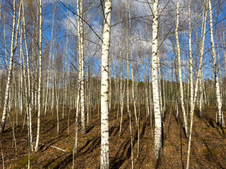 Young birch trees in the forest in late autumn
