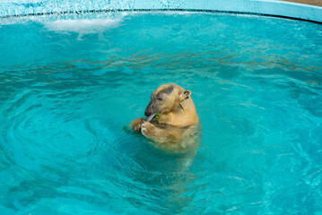 White polar Bear That Eats A Fish In The Pool At The Zoo In Italy