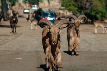 Close Up Of A Wild Goat, Also Called Capra Aegagrus