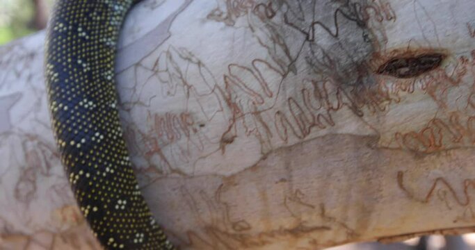 Big Snake Wrapped Around Large Tree