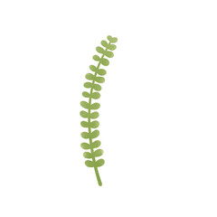 leaf