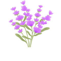 Fototapeta na wymiar lavender flower 