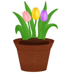 tulips in pots