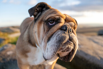 Obraz premium close up of Red English British Bulldog Dog out for a walk looking up in the National Park Peak District on Autumn sunny day at sunset