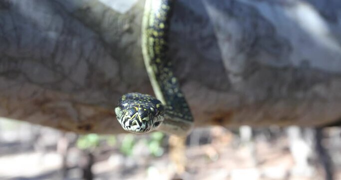 Snake hanging from tree and staring at camera
