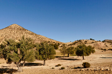 Il paesaggio dell’arganier, nella regione che va da Essaouira fino al corso del fiume...