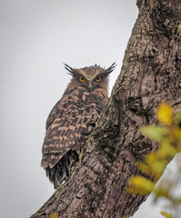The buffy fish owl, also known as the Malay fish owl, is a fish owl in the family Strigidae.this photo was taken from Sundarbans,Bangladesh.