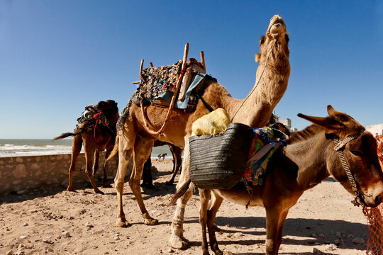 Il paesaggio dell&rsquo;arganier, nella regione che va da Essaouira fino al corso del fiume Souss,Marocco
