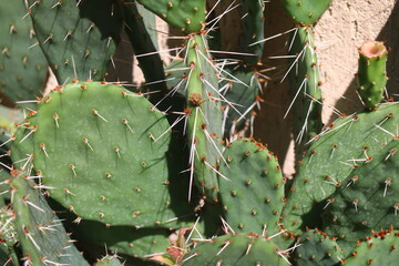 Opuncja kolczasta kaktus opuntia