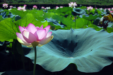 pink lotus flower