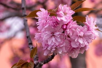 Spring blooming sakura tree.