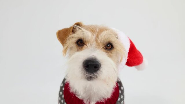 A dog in a sweater with reindeer and a red Santa hat celebrates the New Year. Jack Russell Terrier isolated on a white background. Christmas concept.