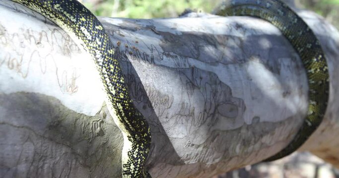 Steady cam on snake on large tree branch