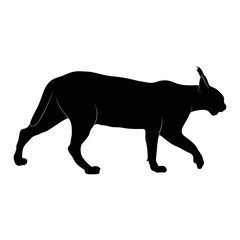 caracal silhouette on white background