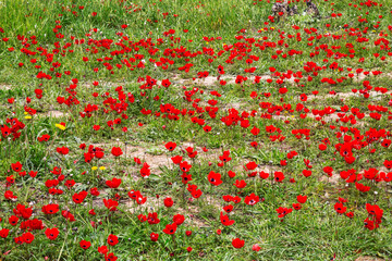 Flowering anemones in the Negev desert in the forest of Shocked in February, Israel - obrazy, fototapety, plakaty