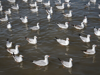 Flock of Seagulls on the Sea