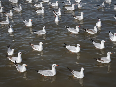 Flock of Seagulls on the Sea