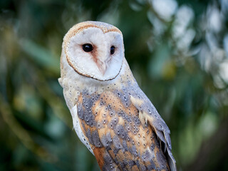 Barn owl. Bird of prey of the barn owl family