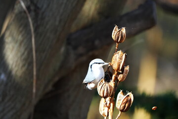 植物の種を探すゴジュウカラ