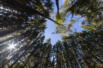 Fototapeta premium Birch tree in the pine forest, wide angle view in upward direction at summer day