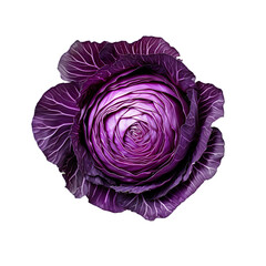 Obraz premium purple cabbage isolated on white