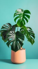 Close up of large leaf house plant Monstera deliciosa in a flower pot on a colorful background, home gardening and connecting with nature. Interior minimalism and urban jungle concept